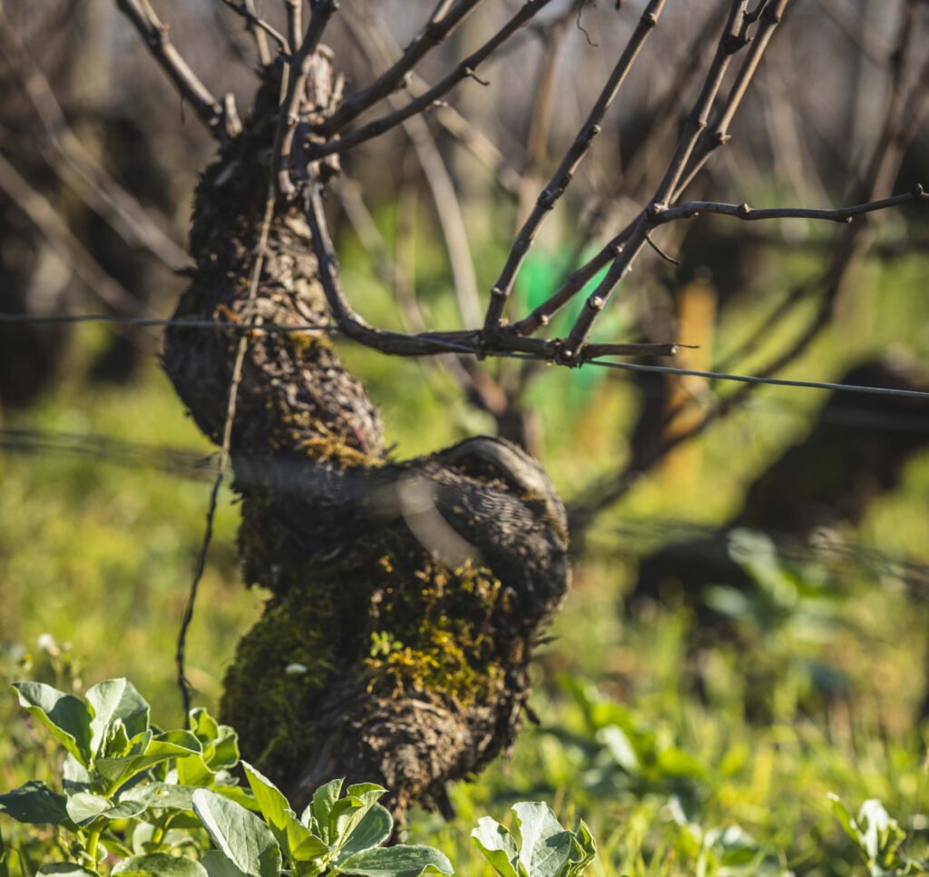 Conférence avec le GEST – La biodiversité des sols au service d’une viticulture durable